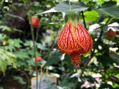 07A Red-veined abutilon flower from Brazil and Uruguay in Hong Kong Zoological and Botanical Gardens